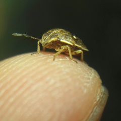 Neottiglossa lineolata