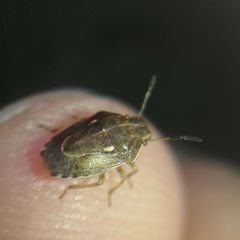 Neottiglossa lineolata