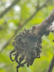 Andricus foecundatrix