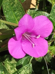 Barleria obtusa