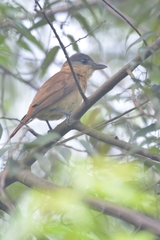 Pachyramphus