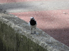 Motacilla alba lugens