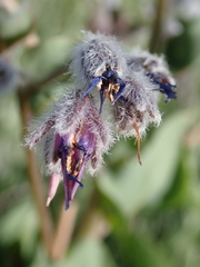 Rindera tetraspis