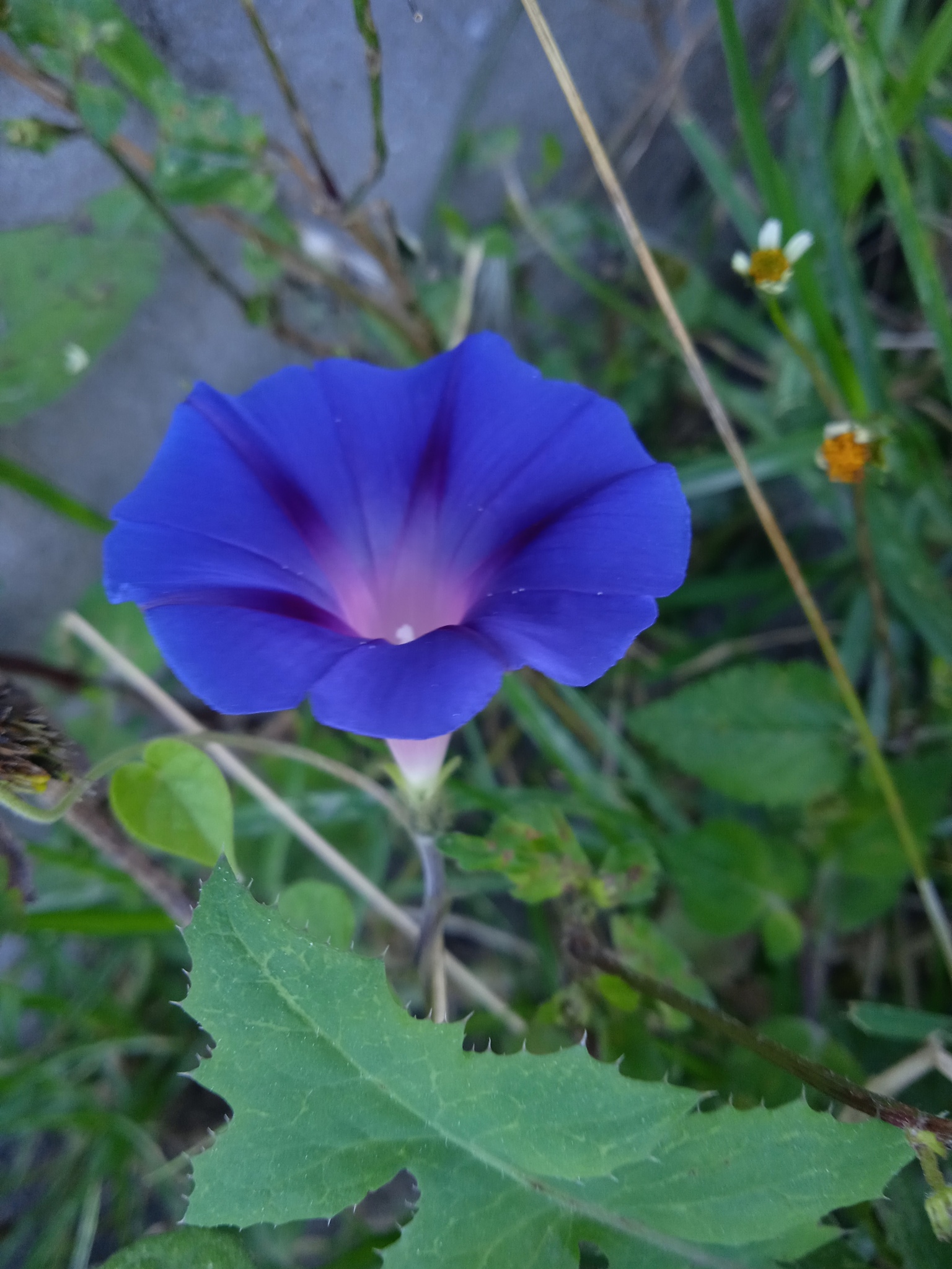 Ipomoea purpurea image