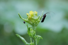 Cauchas rufimitrella