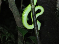 Bothriechis lateralis