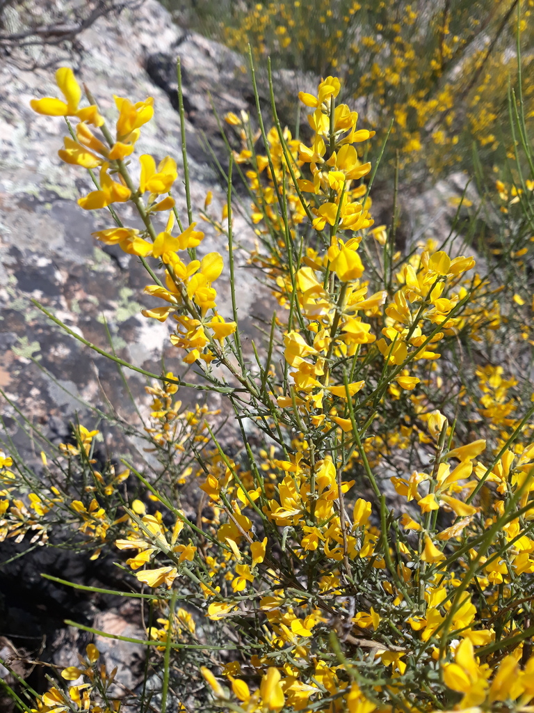 Genista cinerascens