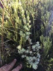 Cliffortia carinata