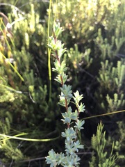 Cliffortia carinata