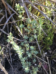 Cliffortia carinata