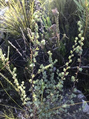 Cliffortia carinata