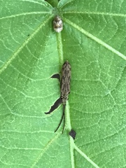 Tenomerga cinerea