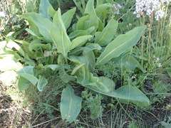 Magnoliopsida