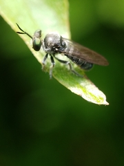 Cerotainia