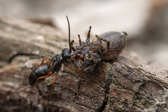 Agenioideus cinctellus