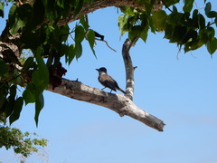 Tyrannus caudifasciatus taylori