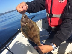 Citharichthys sordidus