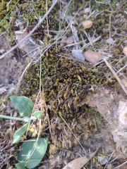 Triquetrella papillata