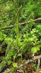 Osmundastrum cinnamomeum