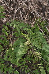 Myriopteris cucullans