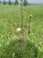 Taraxacum erythrospermum