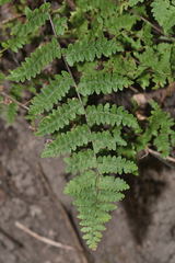 Myriopteris cucullans