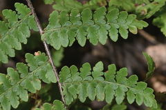 Myriopteris cucullans