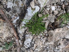 Minuartia glomerata
