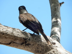 Tyrannus caudifasciatus taylori