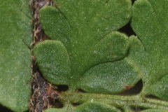 Myriopteris cucullans