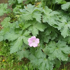 Geranium versicolor