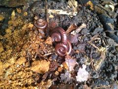 Diplopoda