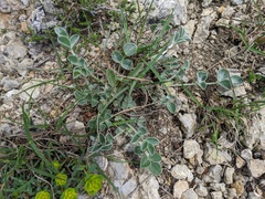 Hedysarum candidum