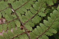 Myriopteris cucullans