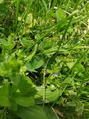 Veronica arvensis
