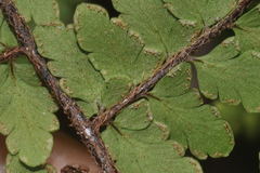 Myriopteris cucullans