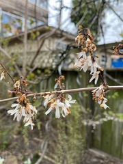 Abeliophyllum