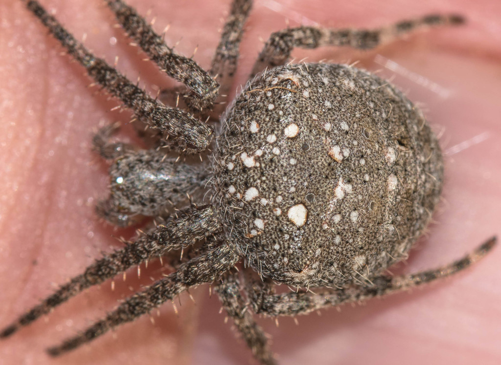 Spiky Field Spider