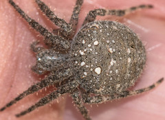 Pararaneus cyrtoscapus