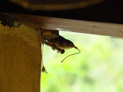 Troglodytes aedon brunneicollis
