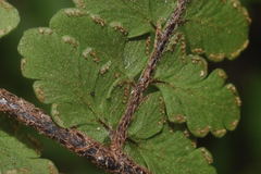 Myriopteris cucullans