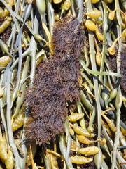 Vertebrata lanosa
