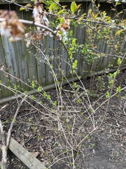Abeliophyllum