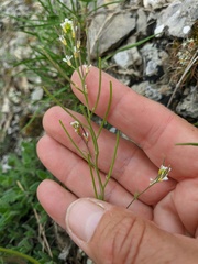 Arabis recta