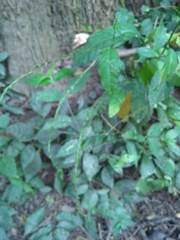 Petiveria alliacea
