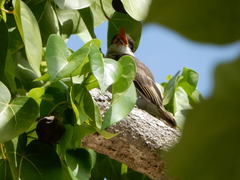 Tyrannus caudifasciatus taylori