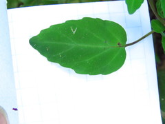 Scutellaria orichalcea