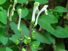 Scutellaria orichalcea
