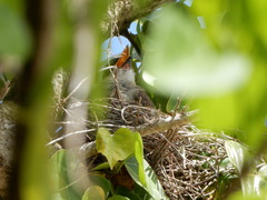 Tyrannus caudifasciatus taylori