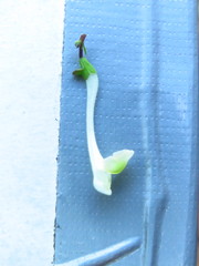 Scutellaria orichalcea